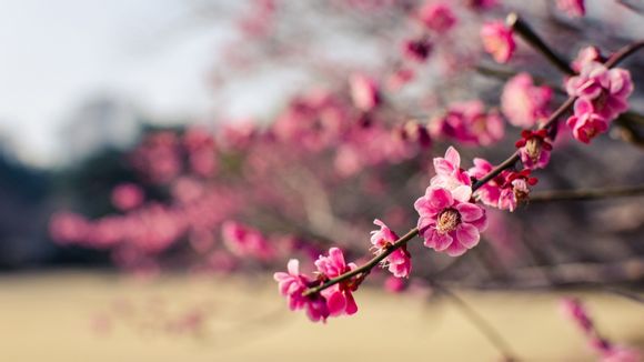 公司有什么类型的