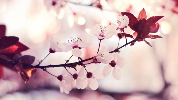 二手苹果4s多少钱2016